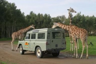 Safari Guadalajara